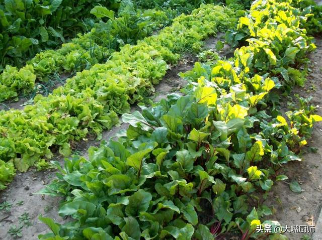 芽菜的家常做法（芽菜种植方法）