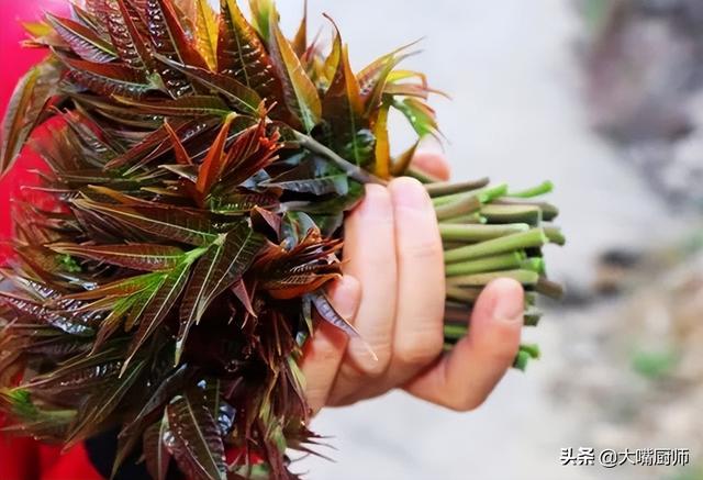 芽菜的家常做法（芽菜种植方法）