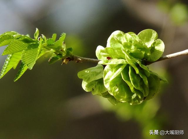 芽菜的家常做法（芽菜种植方法）